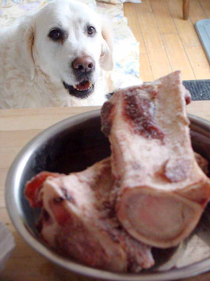 cape cod canine beef marrow bones